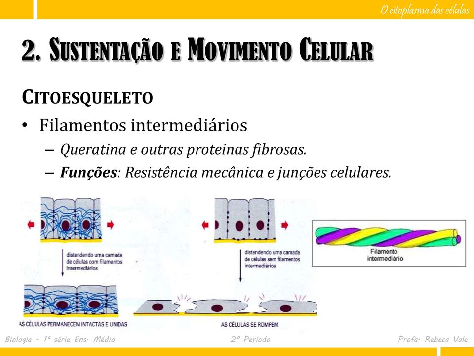 Queratina e outras proteinas fibrosas.