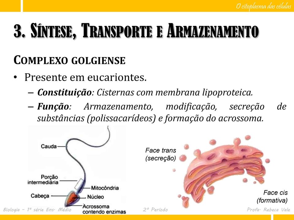 Função: Armazenamento, modificação, secreção de substâncias