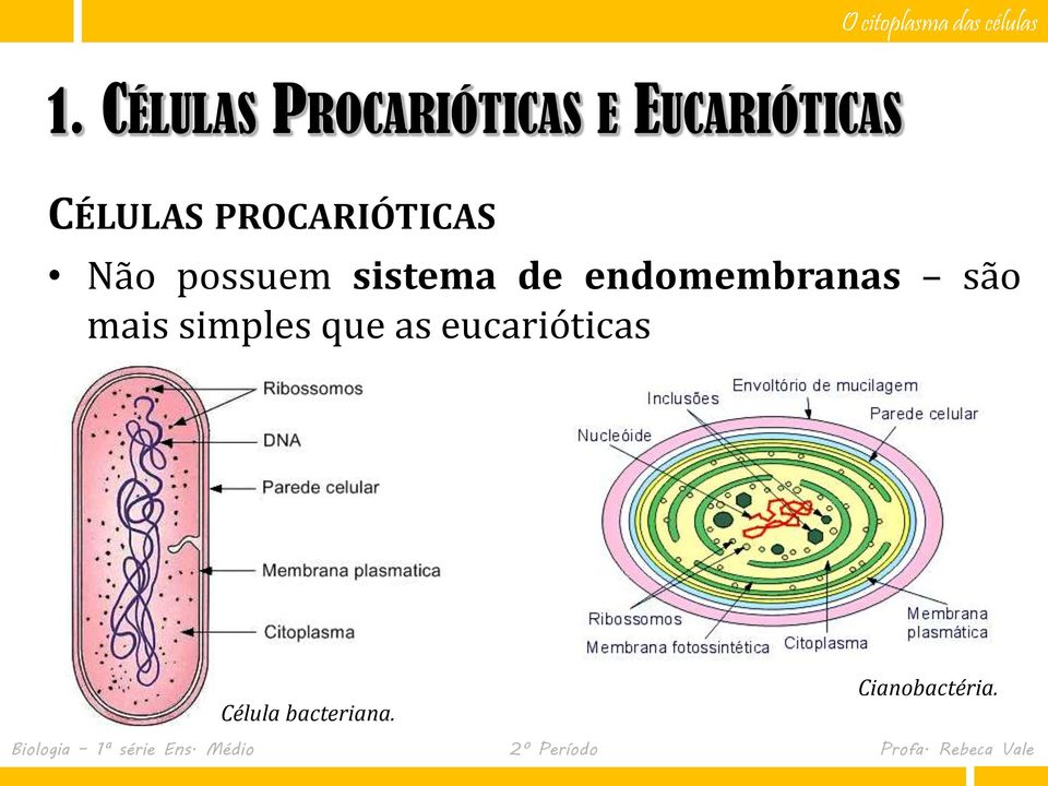 de endomembranas são mais simples que as