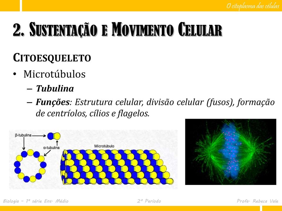 Funções: Estrutura celular, divisão