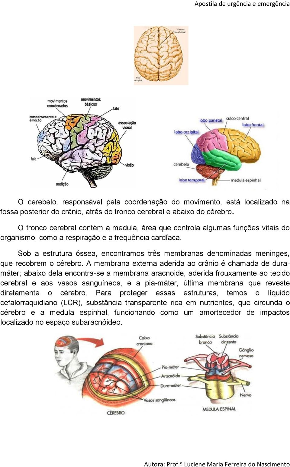 Sob a estrutura óssea, encontramos três membranas denominadas meninges, que recobrem o cérebro.