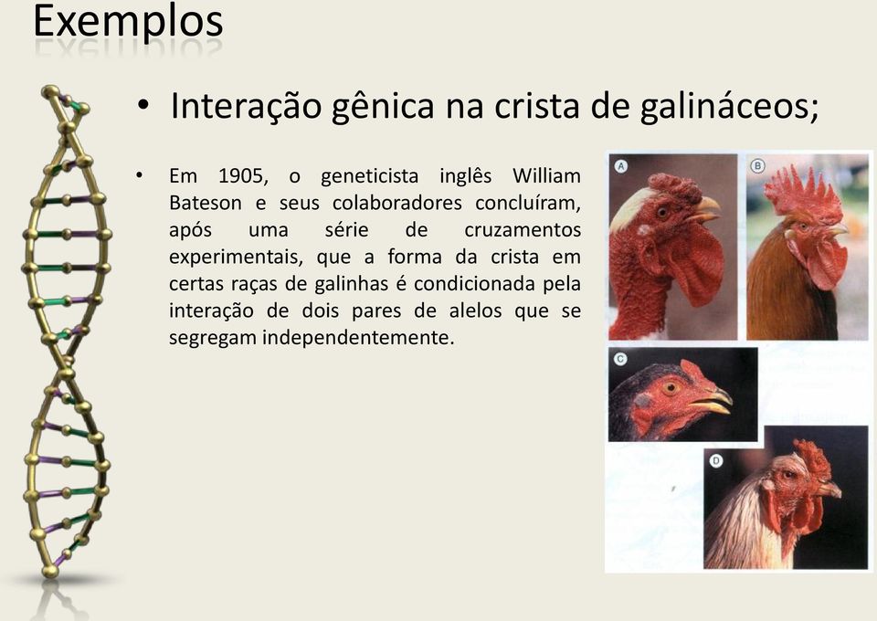 cruzamentos experimentais, que a forma da crista em certas raças de galinhas é