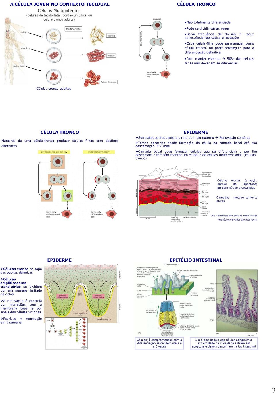 de uma célula-tronco produzir células filhas com destinos diferentes EPIDERME Sofre ataque frequente e direto do meio externo Renovação contínua Tempo decorrido desde formação da célula na camada