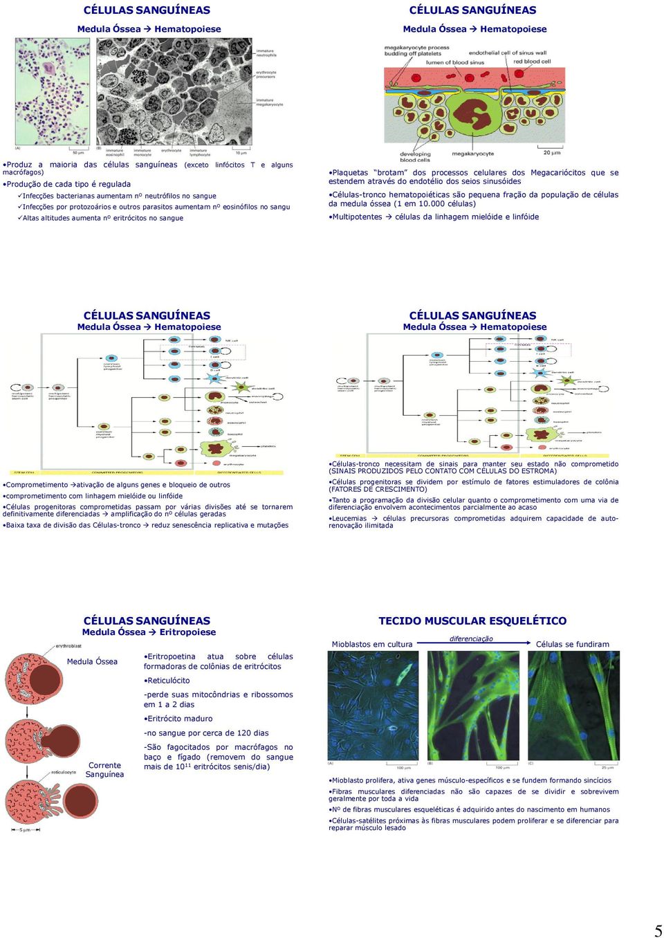 seios sinusóides Células-tronco hematopoiéticas são pequena fração da população de células da medula óssea (1 em 10.