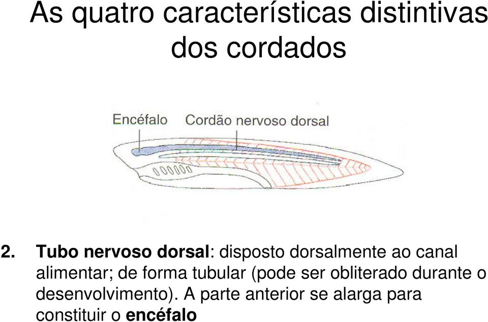 alimentar; de forma tubular (pode ser obliterado durante o