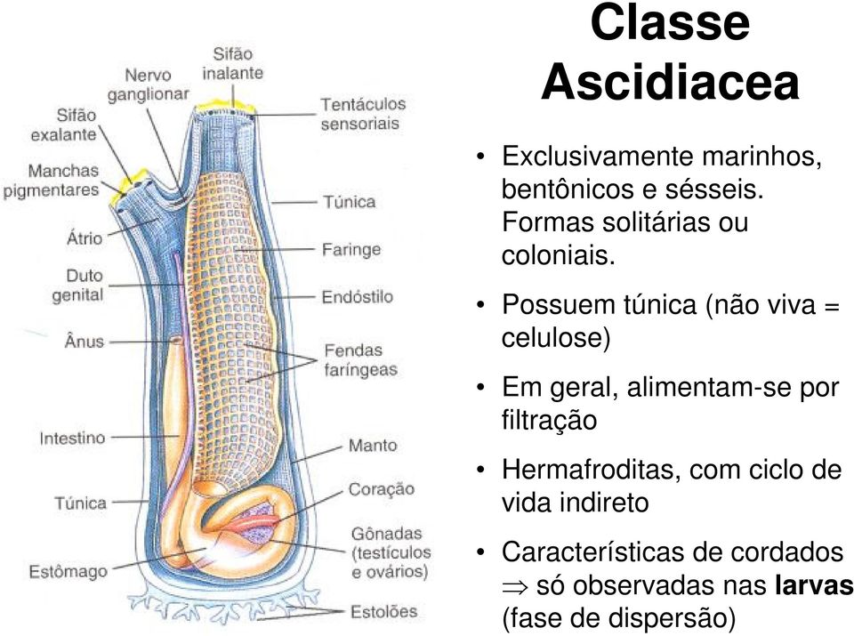 Possuem túnica (não viva = celulose) Em geral, alimentam-se por