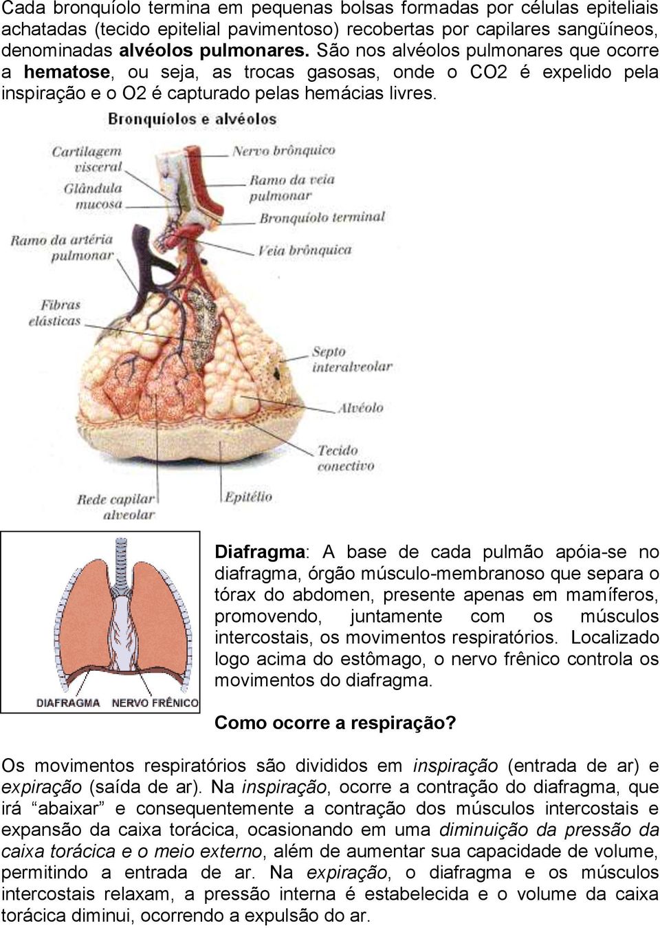 Diafragma: A base de cada pulmão apóia-se no diafragma, órgão músculo-membranoso que separa o tórax do abdomen, presente apenas em mamíferos, promovendo, juntamente com os músculos intercostais, os