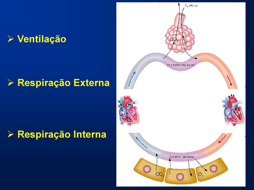 Externa 