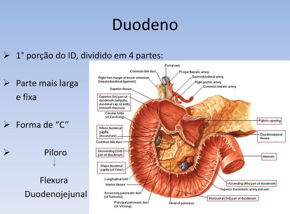 mais larga e fixa Forma de