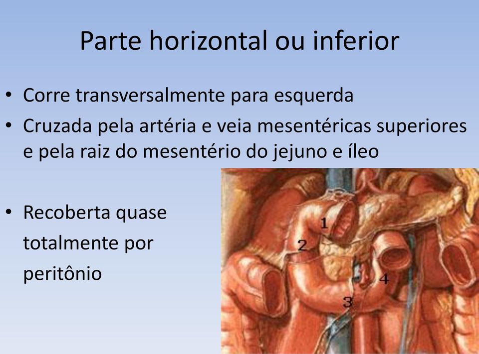 artéria e veia mesentéricas superiores e pela raiz