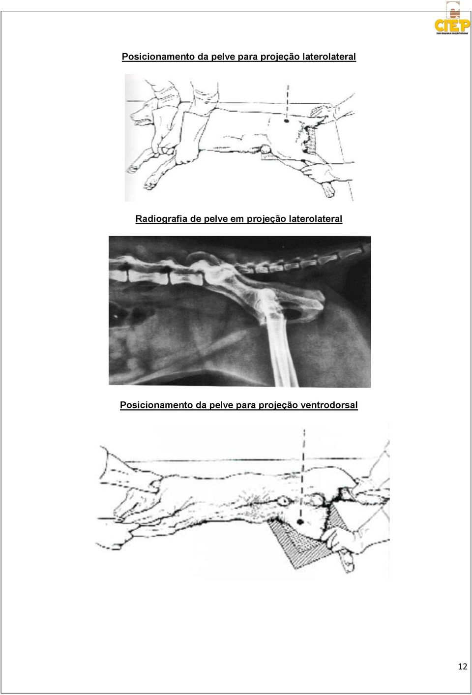 projeção laterolateral  ventrodorsal