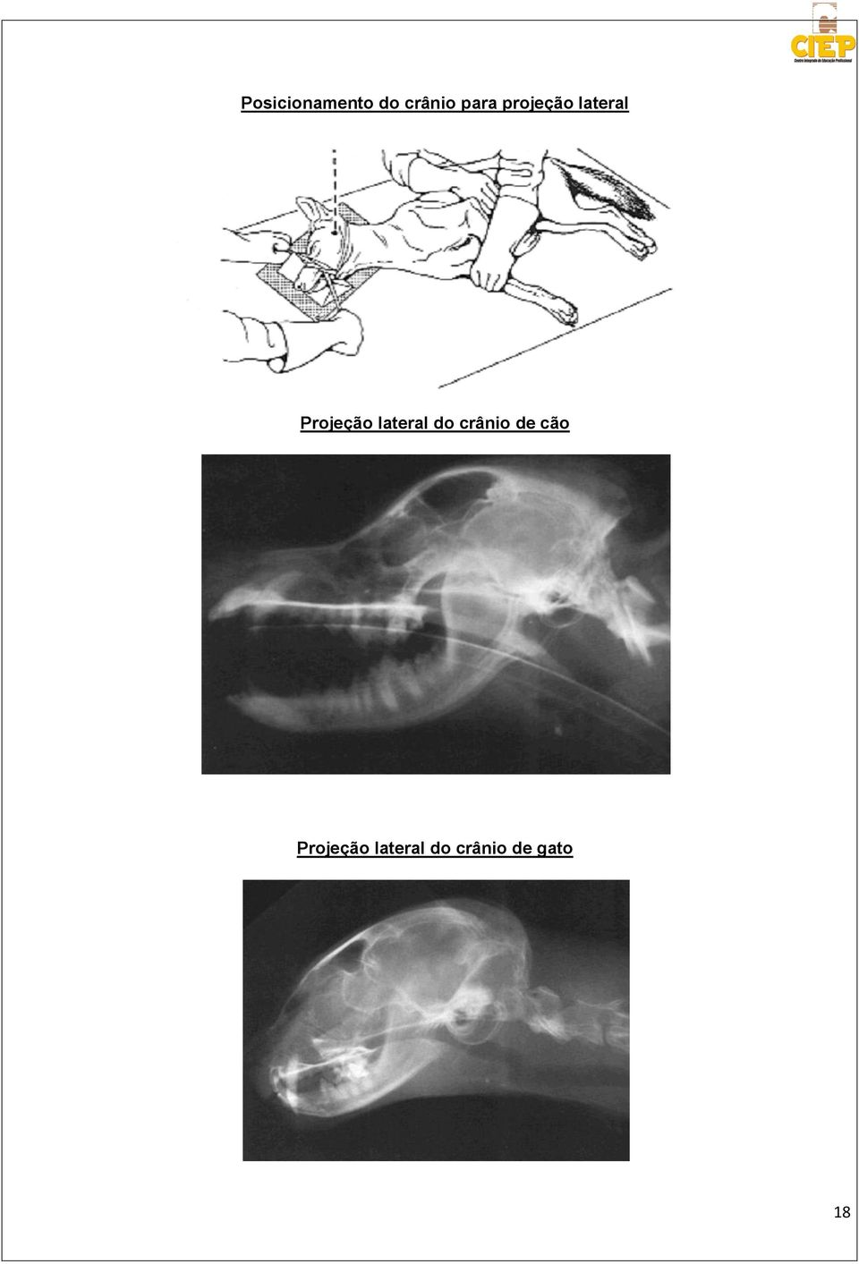 lateral do crânio de cão