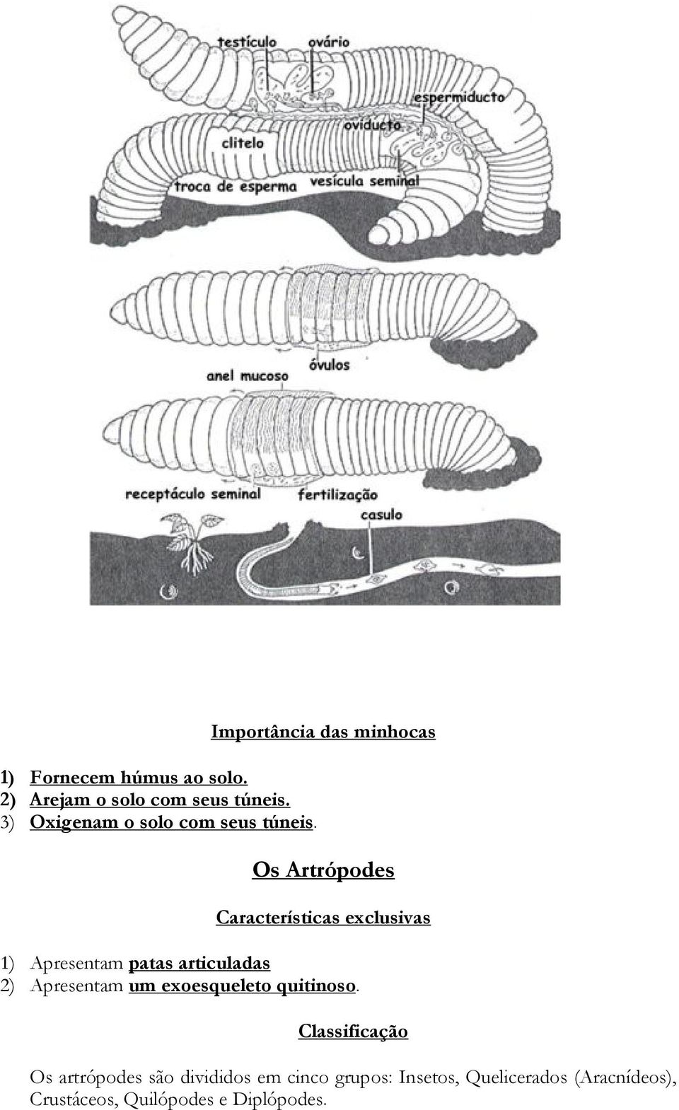 Importância das minhocas Os Artrópodes Características exclusivas 1) Apresentam patas