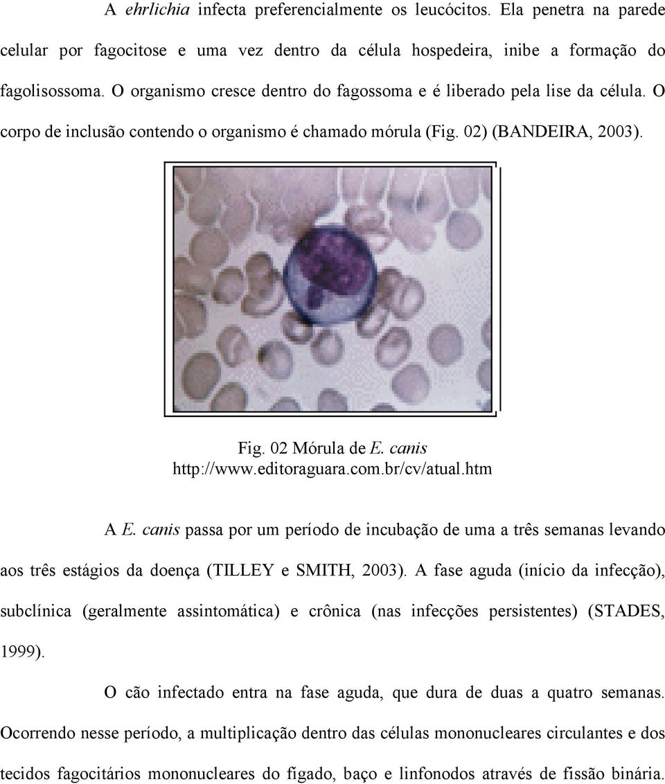 editoraguara.com.br/cv/atual.htm A E. canis passa por um período de incubação de uma a três semanas levando aos três estágios da doença (TILLEY e SMITH, 2003).