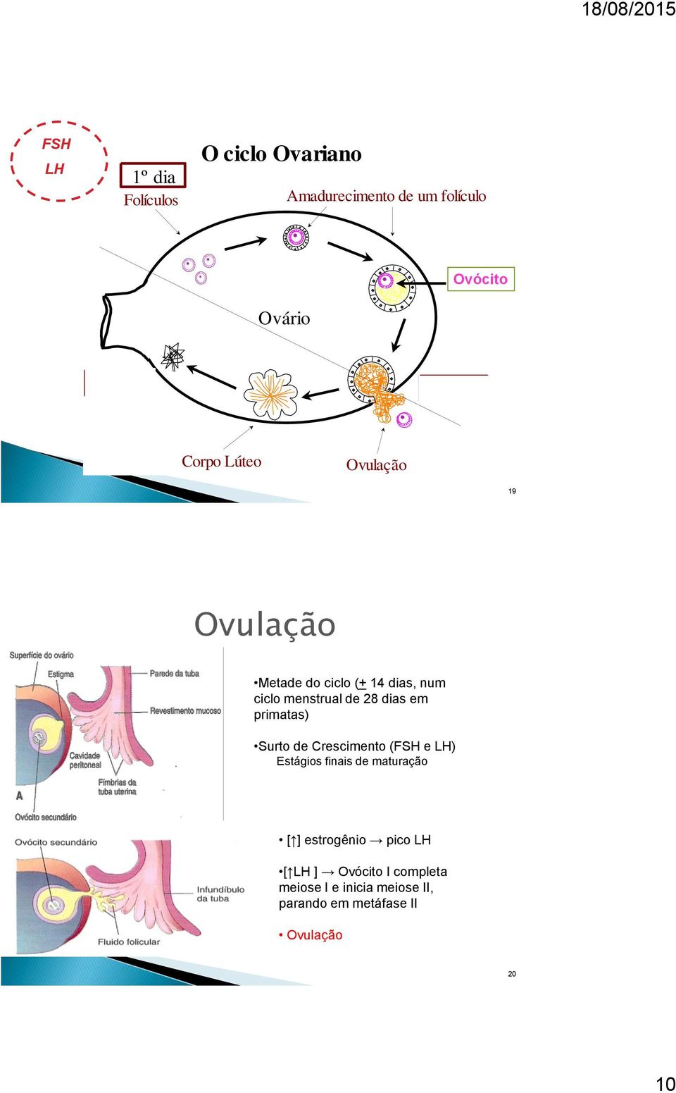 de 28 dias em primatas) Surto de Crescimento (FSH e LH) Estágios finais de maturação [ ]