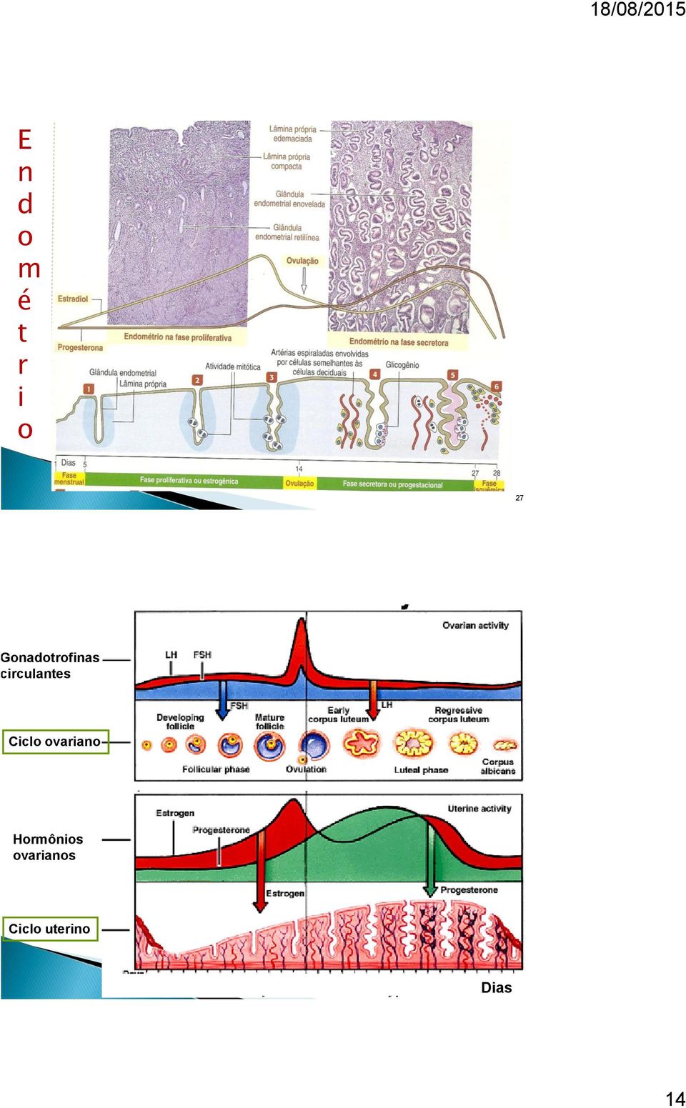 Ciclo ovariano Hormônios