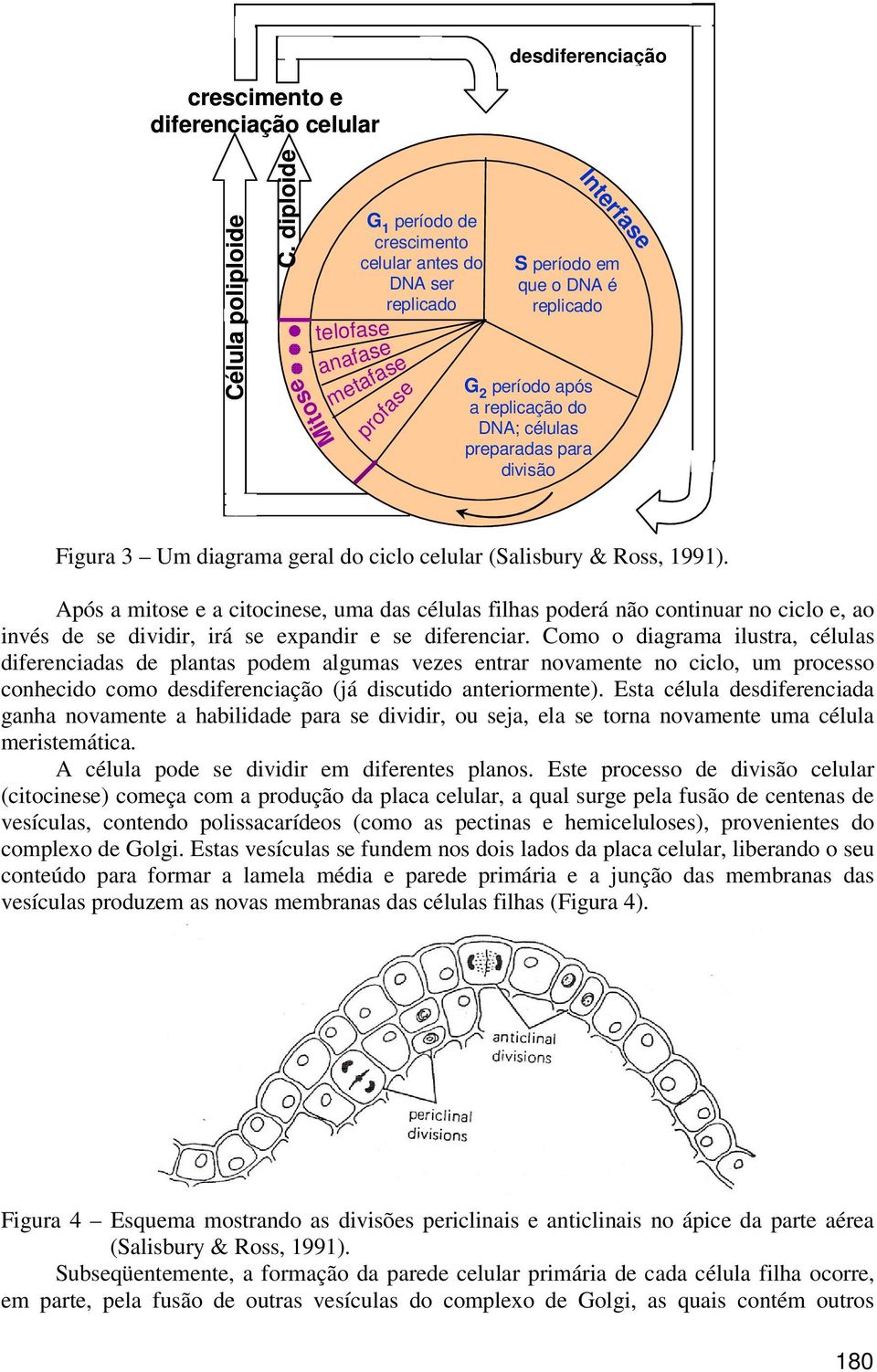 células preparadas para divisão Figura 3 Um diagrama geral do ciclo celular (Salisbury & Ross, 1991).