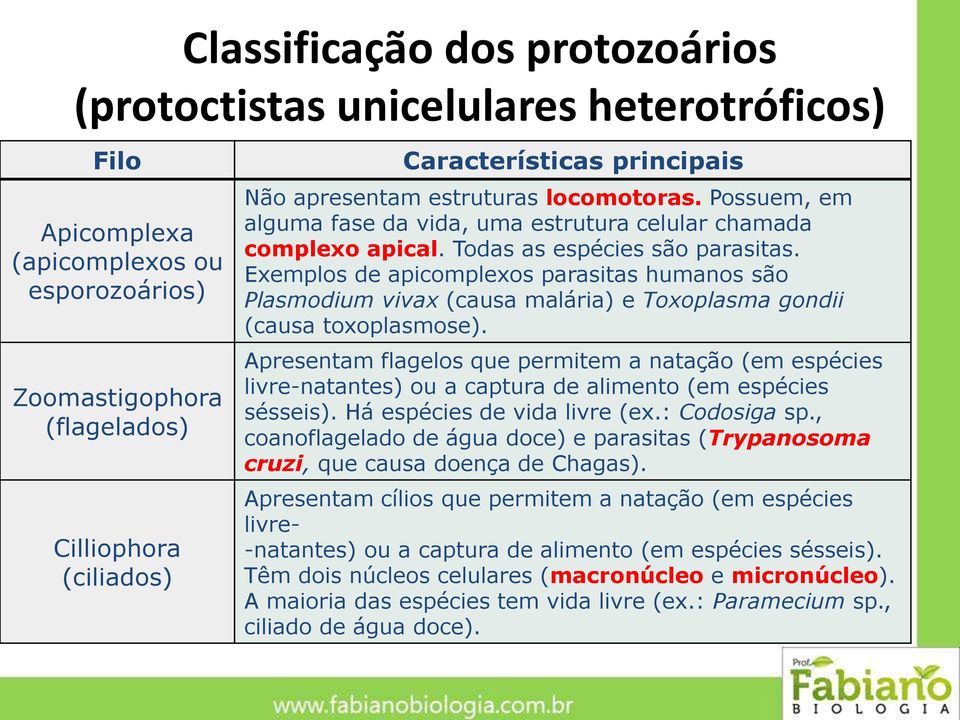 Exemplos de apicomplexos parasitas humanos são Plasmodium vivax (causa malária) e Toxoplasma gondii (causa toxoplasmose).