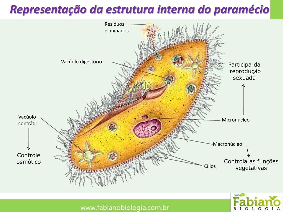 reprodução sexuada Vacúolo contrátil Micronúcleo