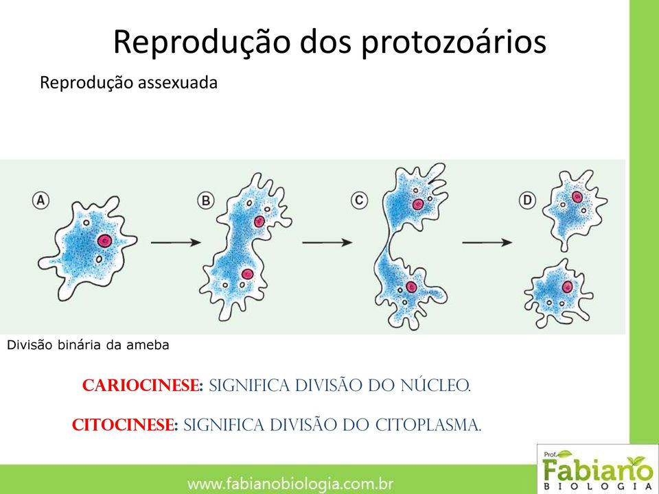 Cariocinese: significa divisão do