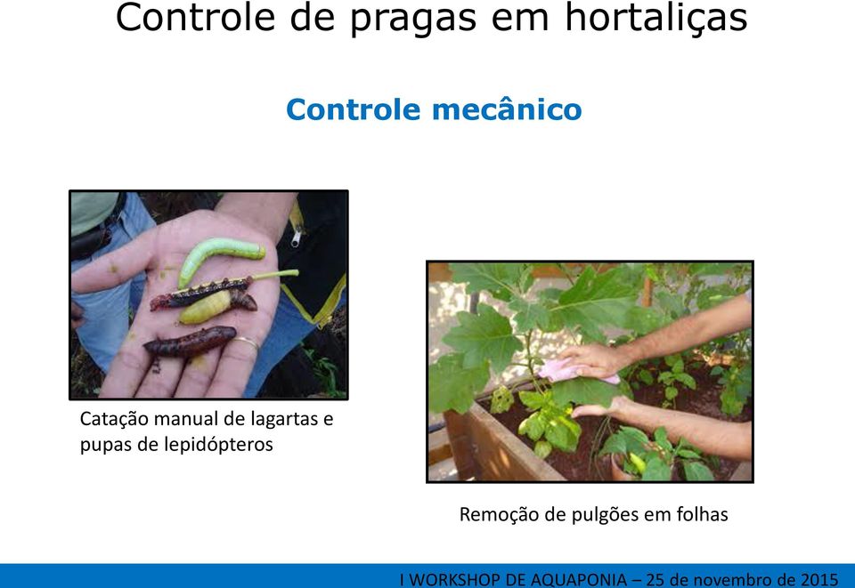 lagartas e pupas de lepidópteros Remoção