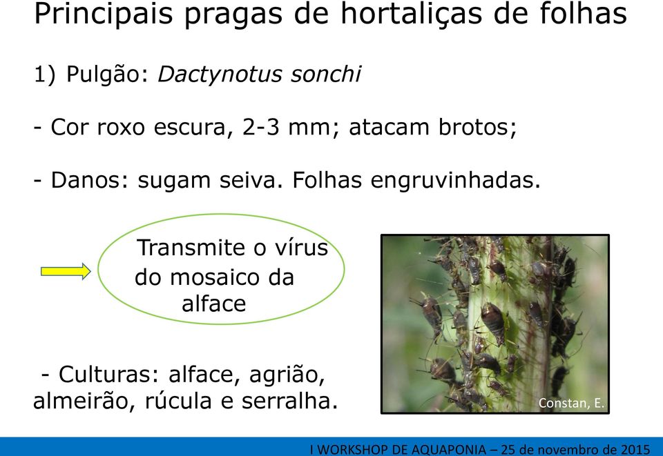 seiva. Folhas engruvinhadas.