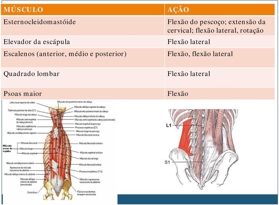 AÇÃO Flexão do pescoço; extensão da cervical; flexão lateral,