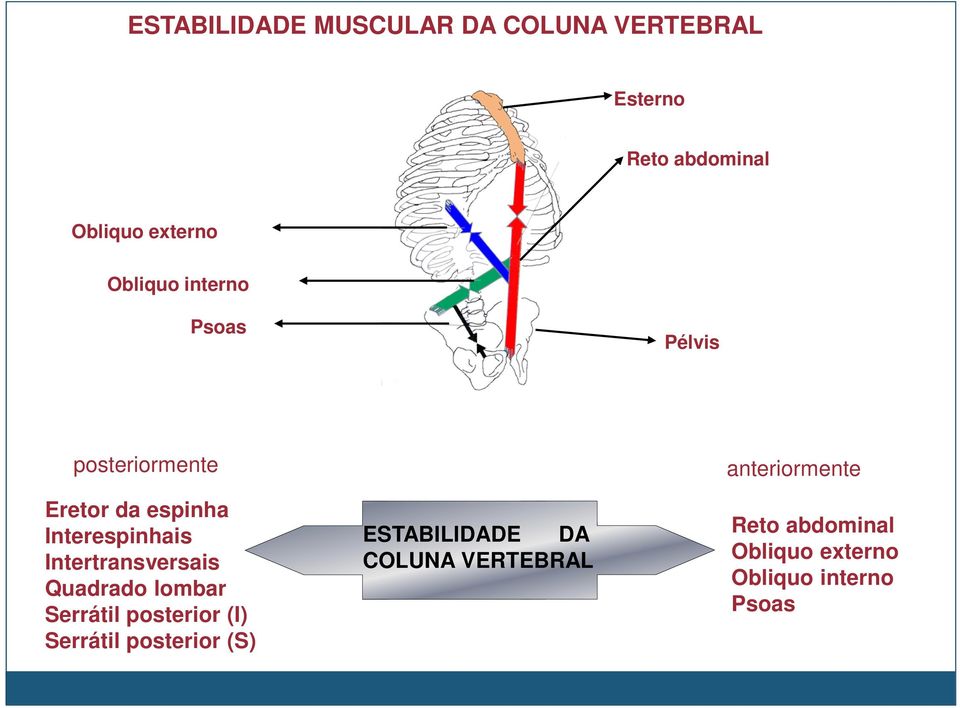 Intertransversais Quadrado lombar Serrátil posterior (I) Serrátil posterior (S)