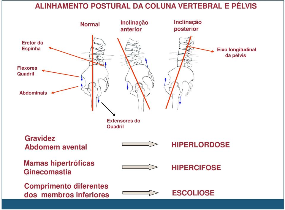 Quadril Abdominais Extensores do Quadril Gravidez Abdomem avental Mamas