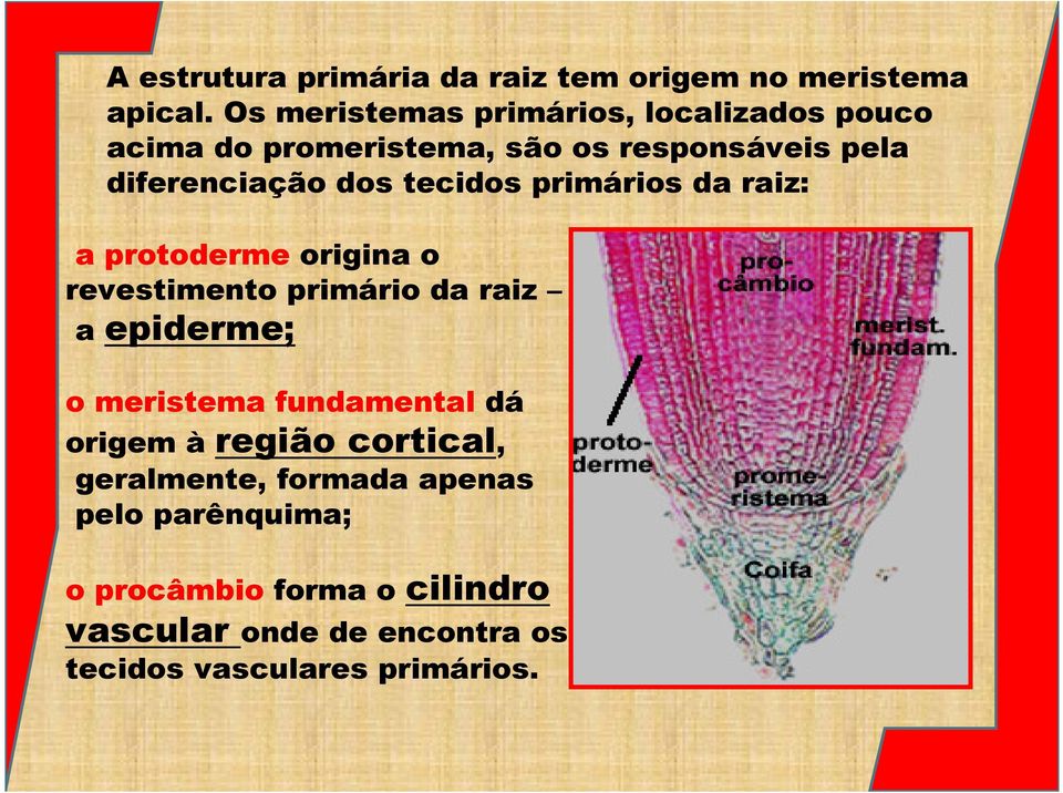 tecidos primários da raiz: a protoderme origina o revestimento primário da raiz a epiderme; o meristema
