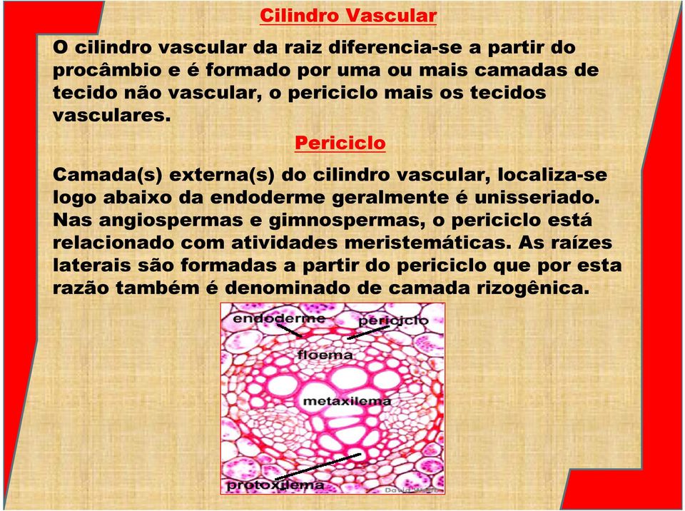 Periciclo Camada(s) externa(s) do cilindro vascular, localiza-se logo abaixo da endoderme geralmente é unisseriado.