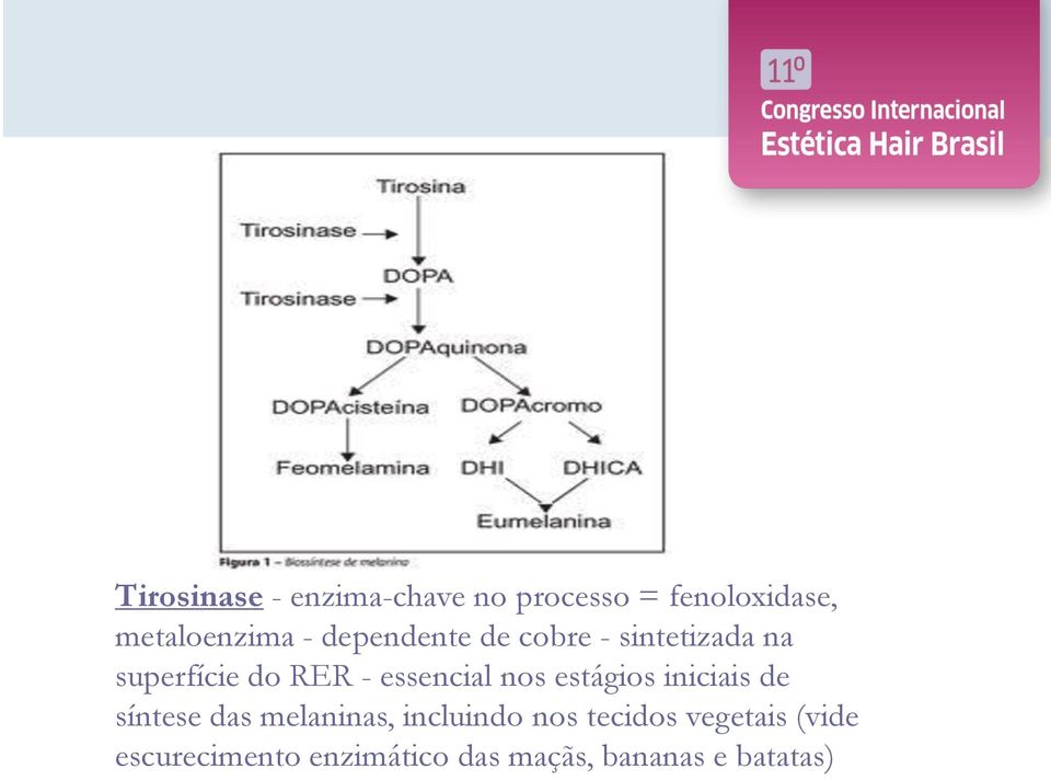 nos estágios iniciais de síntese das melaninas, incluindo nos