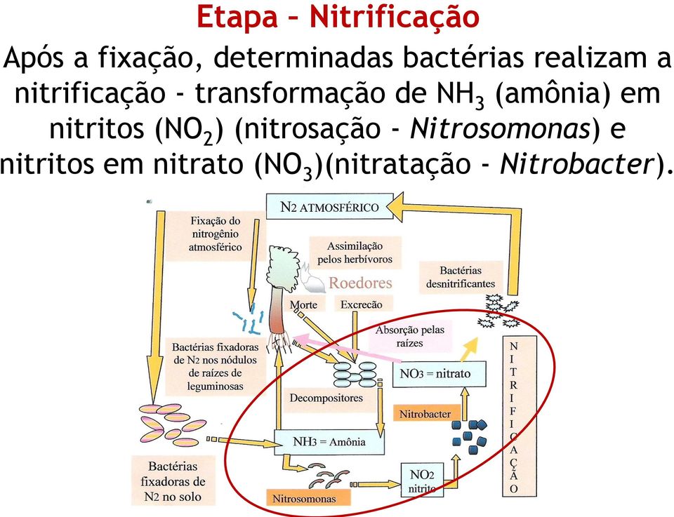 NH 3 (amônia) em nitritos (NO 2 ) (nitrosação -