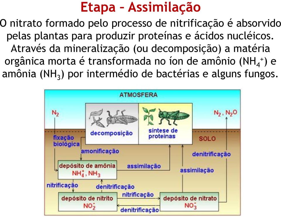 Através da mineralização (ou decomposição) a matéria orgânica morta é