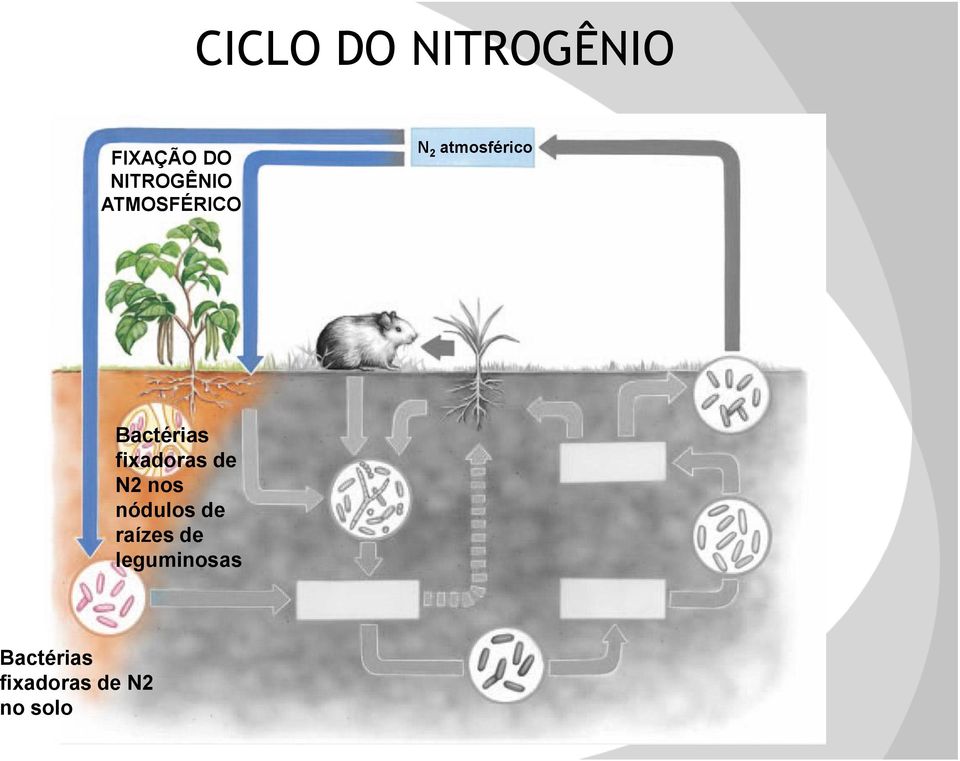 fixadoras de N2 nos nódulos de raízes de