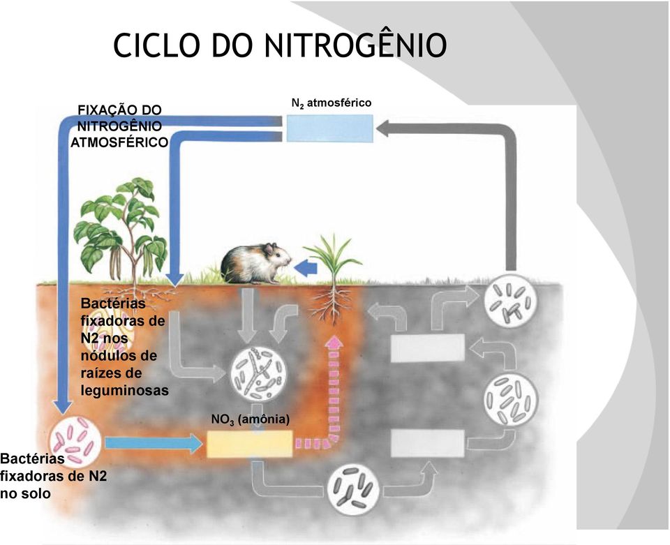 fixadoras de N2 nos nódulos de raízes de