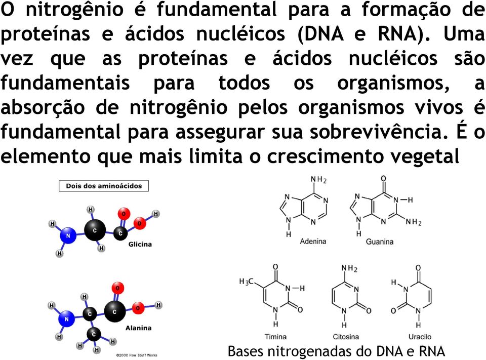 absorção de nitrogênio pelos organismos vivos é fundamental para assegurar sua