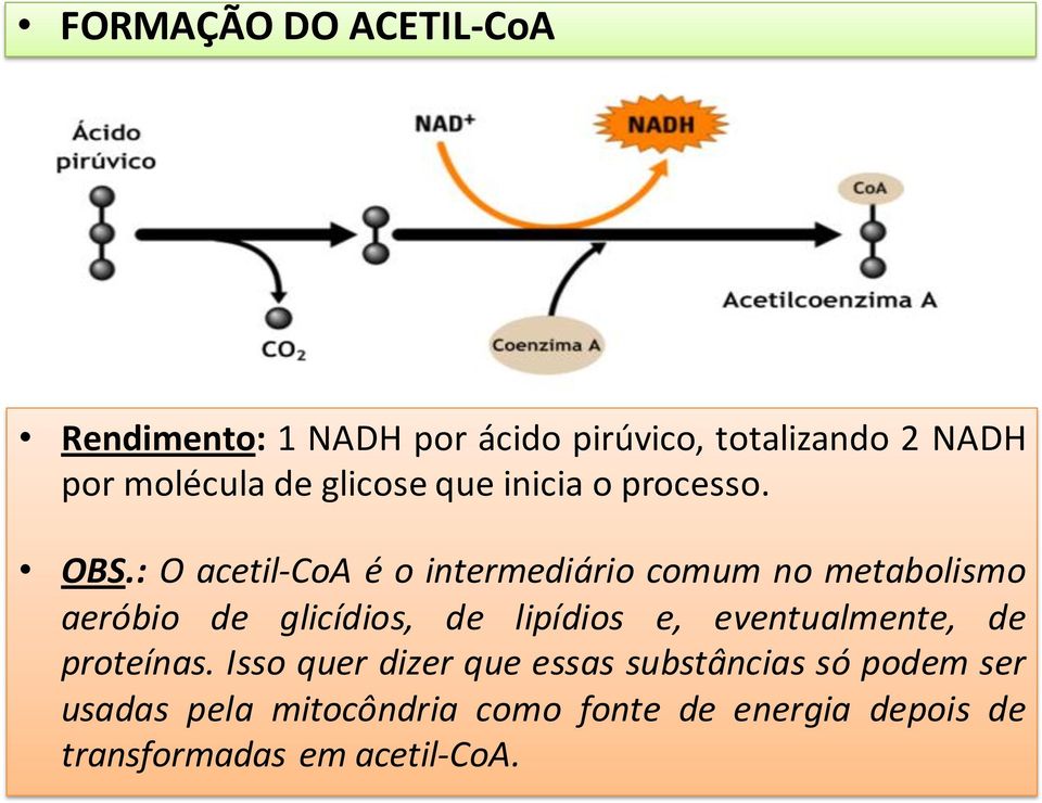 : O acetil-coa é o intermediário comum no metabolismo aeróbio de glicídios, de lipídios e,