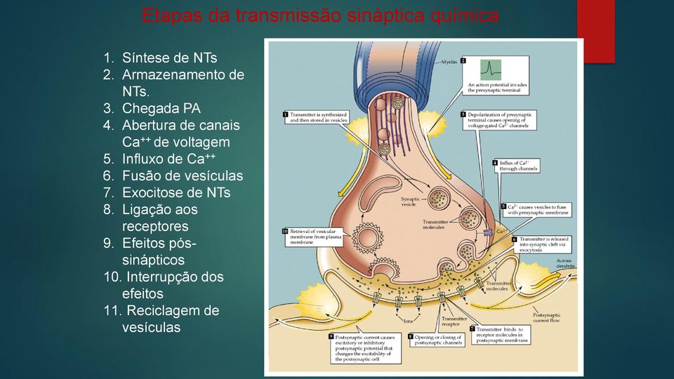 Abertura de canais Ca ++ de voltagem 5. Influxo de Ca ++ 6.