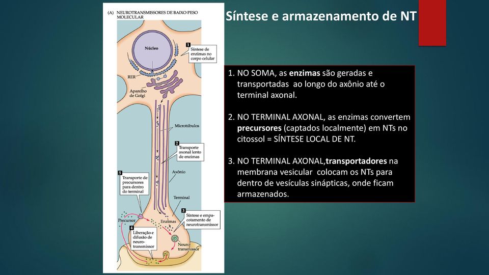 NO TERMINAL AXONAL, as enzimas convertem precursores (captados localmente) em NTs no citossol