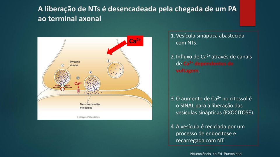 Influxo de Ca 2+ através de canais de Ca 2+ dependentes de voltagem. 3.