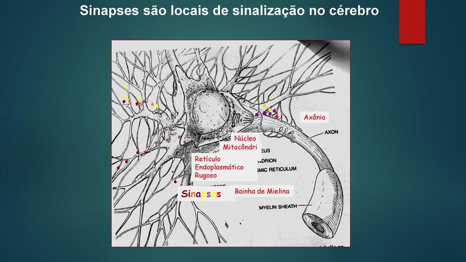 Núcleo Mitocôndri a Retículo