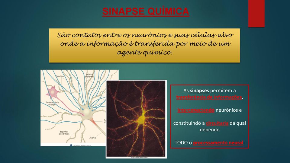 As sinapses permitem a transferência de informações, interconectando