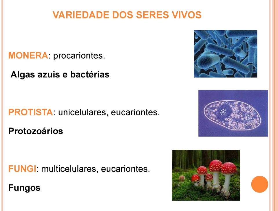 Algas azuis e bactérias PROTISTA: