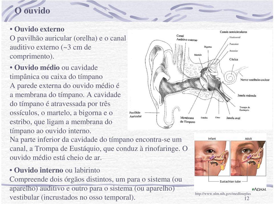 A cavidade do tímpano é atravessada por três ossículos, o martelo, a bigorna e o estribo, que ligam a membrana do tímpano ao ouvido interno.