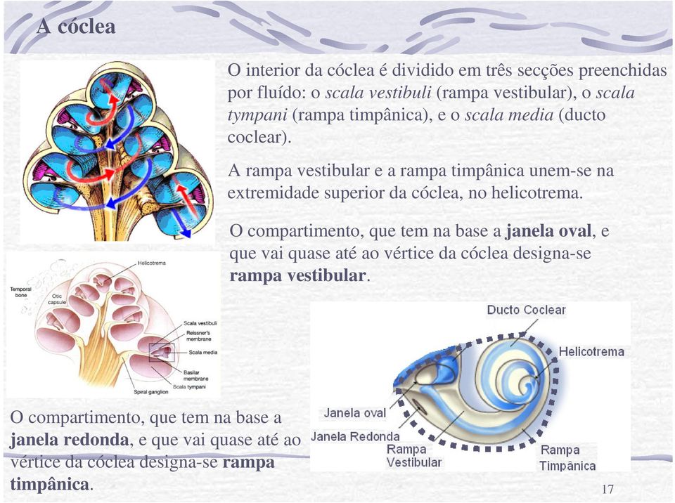 A rampa vestibular e a rampa timpânica unem-se na extremidade superior da cóclea, no helicotrema.
