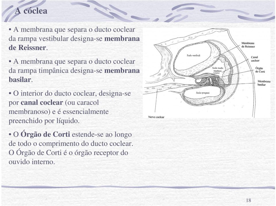 O interior do ducto coclear, designa-se por canal coclear (ou caracol membranoso) e é essencialmente preenchido