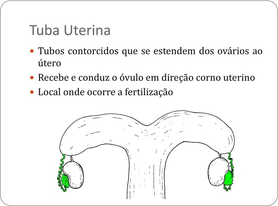 e conduz o óvulo em direção corno