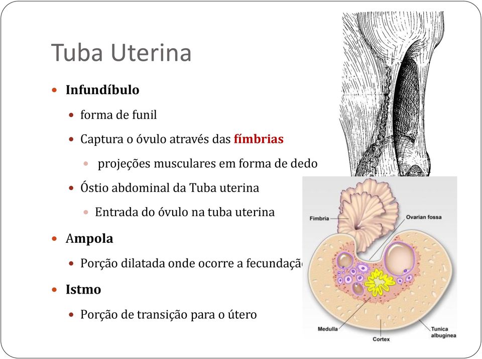da Tuba uterina Entrada do óvulo na tuba uterina Ampola Porção