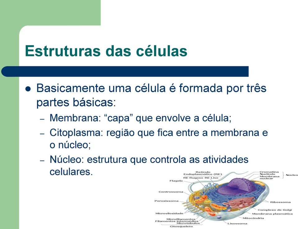 célula; Citoplasma: região que fica entre a membrana e o